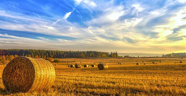 Scotland - Barley Field