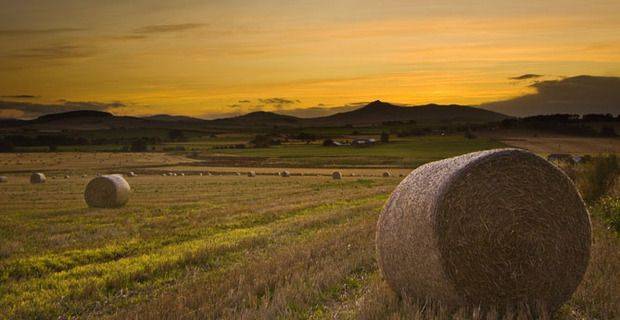 Scotland - North East of Scotland Barley Field, Bennachie